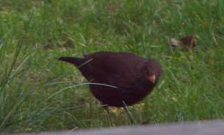 female_blackbird2