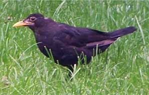 male_blackbird1