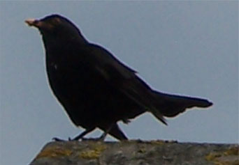 male_blackbird3