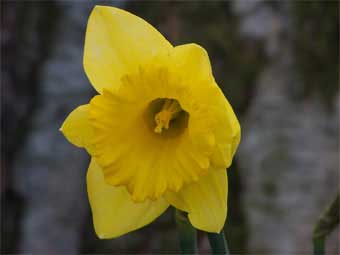 daffodil1