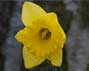 daffodil_thumb1
