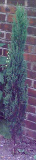 juniperus1