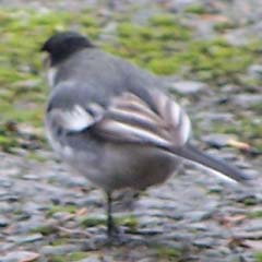 pied_wagtail1