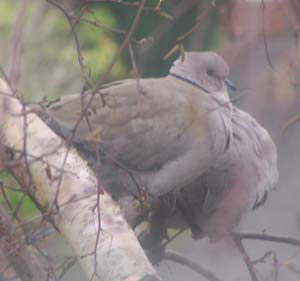 collared doves1