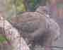 collared_doves_thumb1