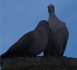 collared doves2