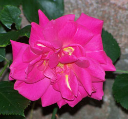 rose_unknown_pink2