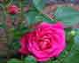 rose_pink_unknown_thumb1