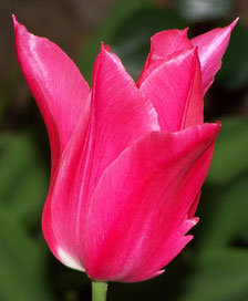 pink_tulip1