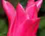 pink_tulip_thumb1