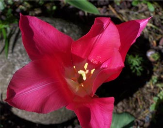 pink_tulip2