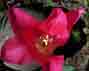pink_tulip_thumb2