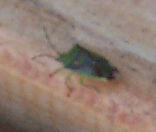 unknown_insect1