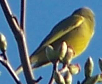 unknown_yellow_bird2