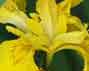 yellow_flag_iris_thumb3